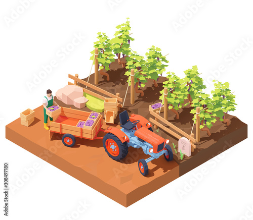 Vector isometric winemaker at winery vineyard harvest. Farmer collecting bunches of grapes into boxes for wine production. Boxes with grapes loaded on farming tractor trailer. Rows of grape bushes