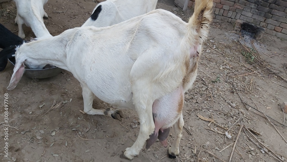 Goat Udder & Tits Stock Photo | Adobe Stock