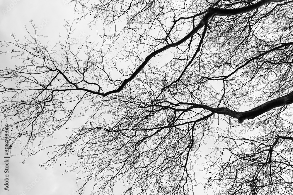 minimalistic branches of a tree against gray sky minimalistic branches of a tree against gray sky