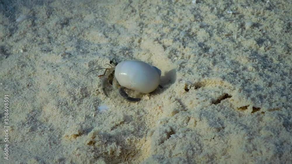 A Beautiful Hermit Crab Walking On The Sandy Shores Of The Maldives - Close Up Shot A Beautiful Hermit Crab Walking On The Sandy Shores Of The Maldives - Close Up Shot