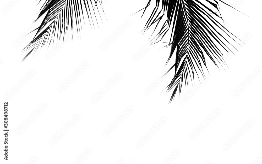Fototapeta palms leaf on white background