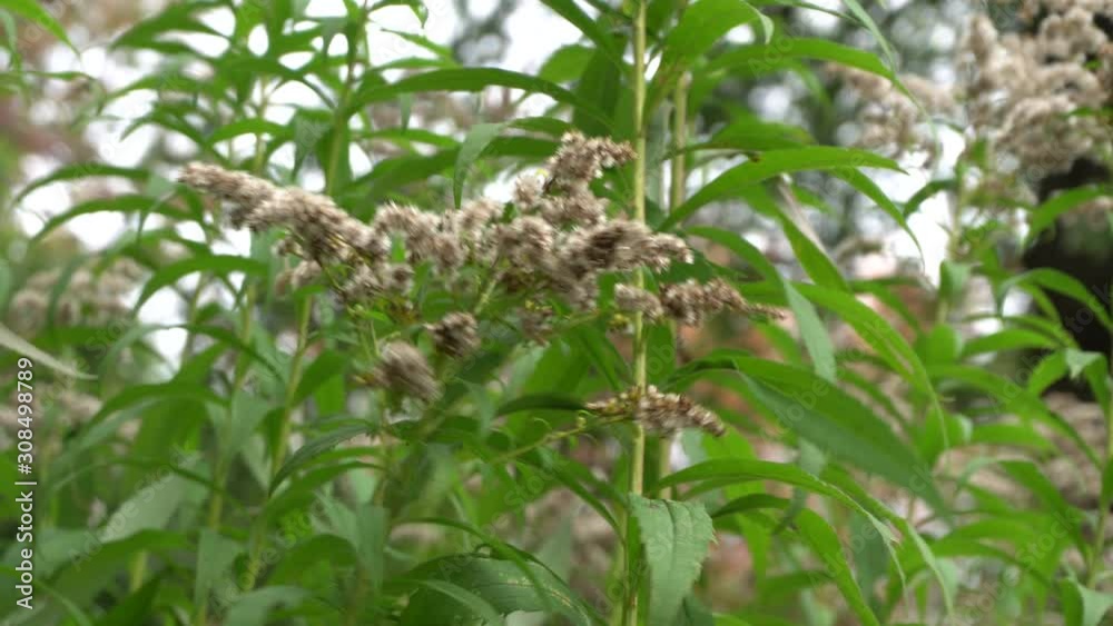 A close-up view of a beautiful background with a lot of green. Around you can see flowers and vegetation with movement under the effect of the wind. A close-up view of a beautiful background with a lot of green. Around you can see flowers and vegetation with movement under the effect of the wind.