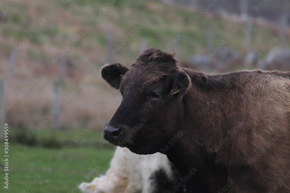cow in field cow in field
