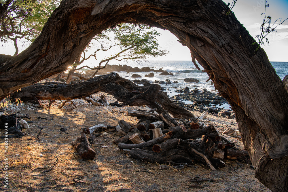 fallen tree on the beach on Maui at sunset