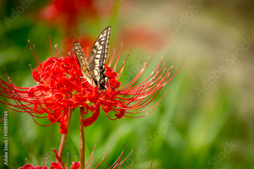Spider lily and butterflie