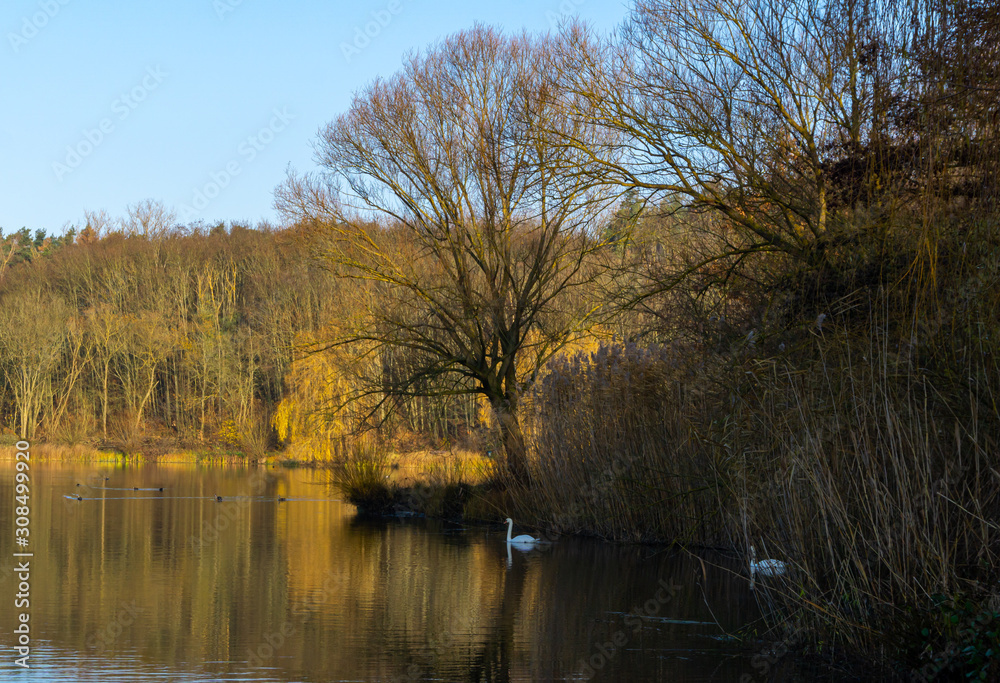 Fototapeta premium Wundervolle Herbstimmung mit prachtvollem Baum und blauen Himmel in der Grube Fernie in Linden / Hessen