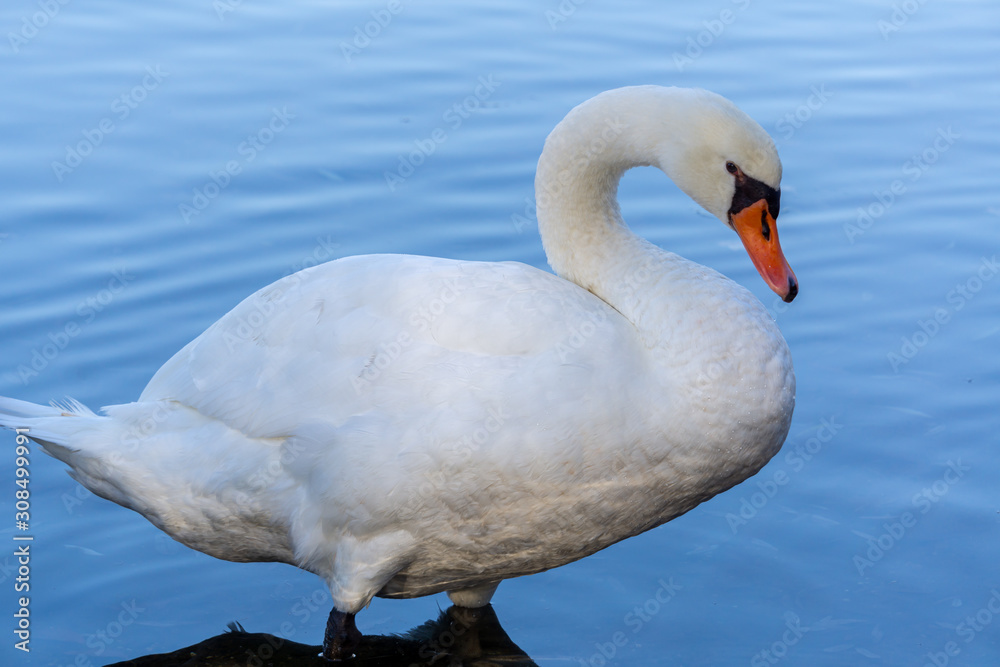 Naklejka premium Schwan nach rechts schauend