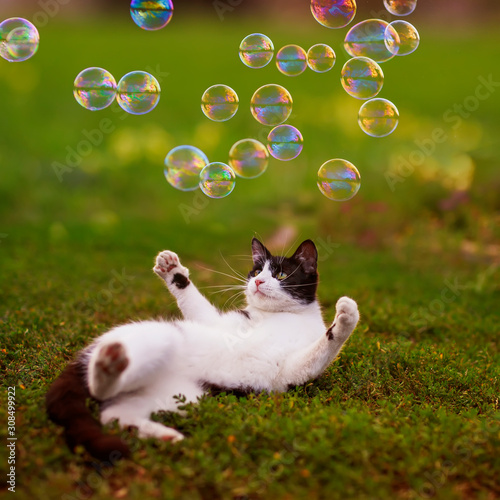 portrait with cute little kitten lying on the green grass on the summer warm ...