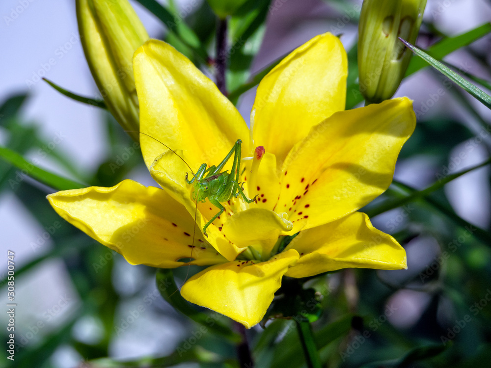 A grasshopper sits on a yellow lily flower and looks at you.