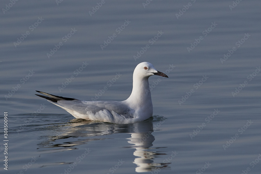 Slender-billed gull (Chroicocephalus genei) Slender-billed gull (Chroicocephalus genei)