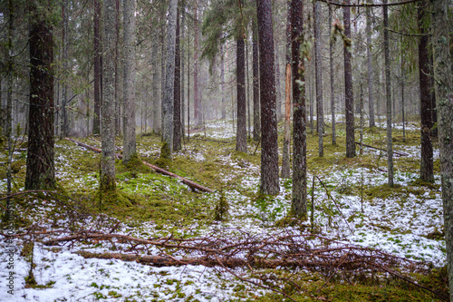 moss covered pine and spruce treeforest in winter with some earlie snow photo