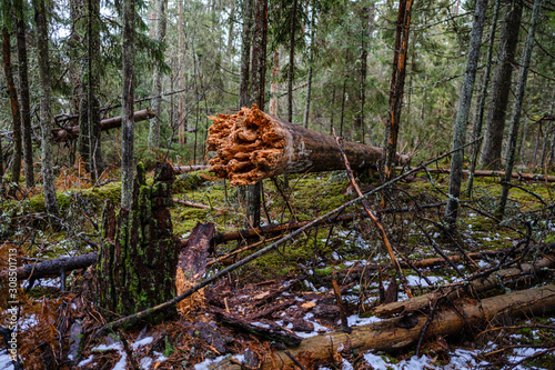 Photos old broken tree trunk stump covered with moss in wet forest