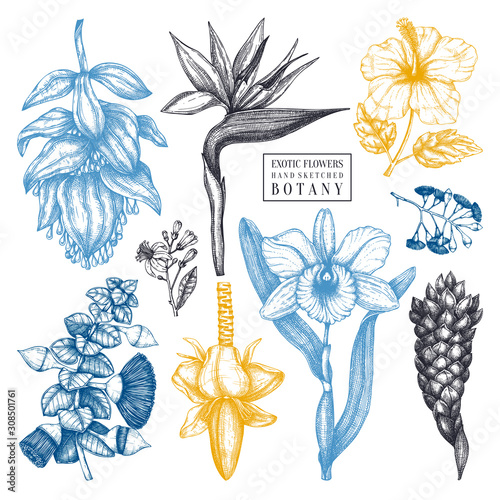  Tropical flowers in color sketches collection. Vector illustrations of exotic flowering plants - Medinilla, bird of paradise, hibiscus, orchid, ginger, banana flowers. 