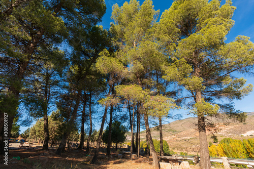 Pine Forest near Fond  n  Spain 