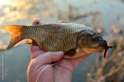 Summer fishing for carp on the lake