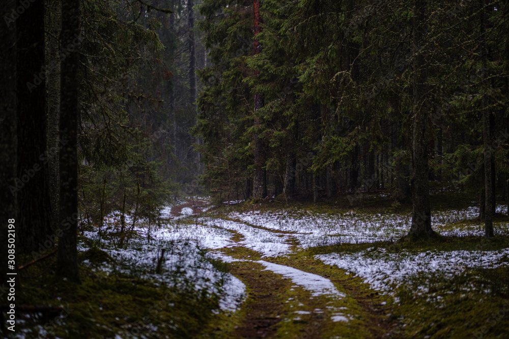 dark forest road in winter with partial snow and green moss