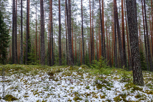 moss covered pine and spruce treeforest in winter with some earlie snow