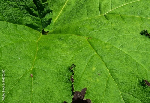 closeup of a lush green leaf