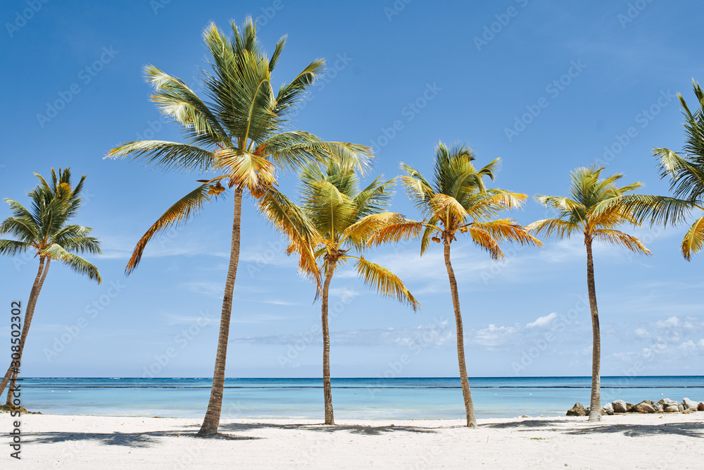 Fototapeta premium palm tree on the beach