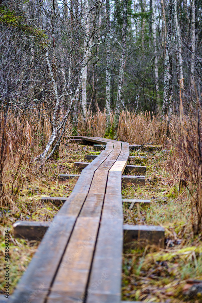 Fototapeta premium dark forest road in winter with partial snow and green moss