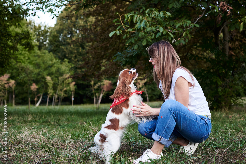Fototapeta premium Young blond woman with Cavalier king charles spaniel, training in park in summer. Dog owner, wearing blue jeans and white t-shirt, playing with little dog.