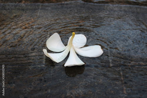 White plumeria flower fall on the wet brown bricks