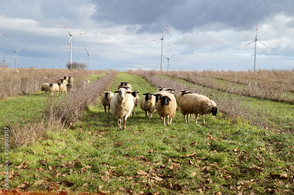 Obraz premium sheep weed control. Grazing Animals as Weed Control Agents. Grazing Sheep Herd in plantation of aronia shrubs and wind turbines background. Aronia chokeberries growing. Agricultural Marketing pictures
