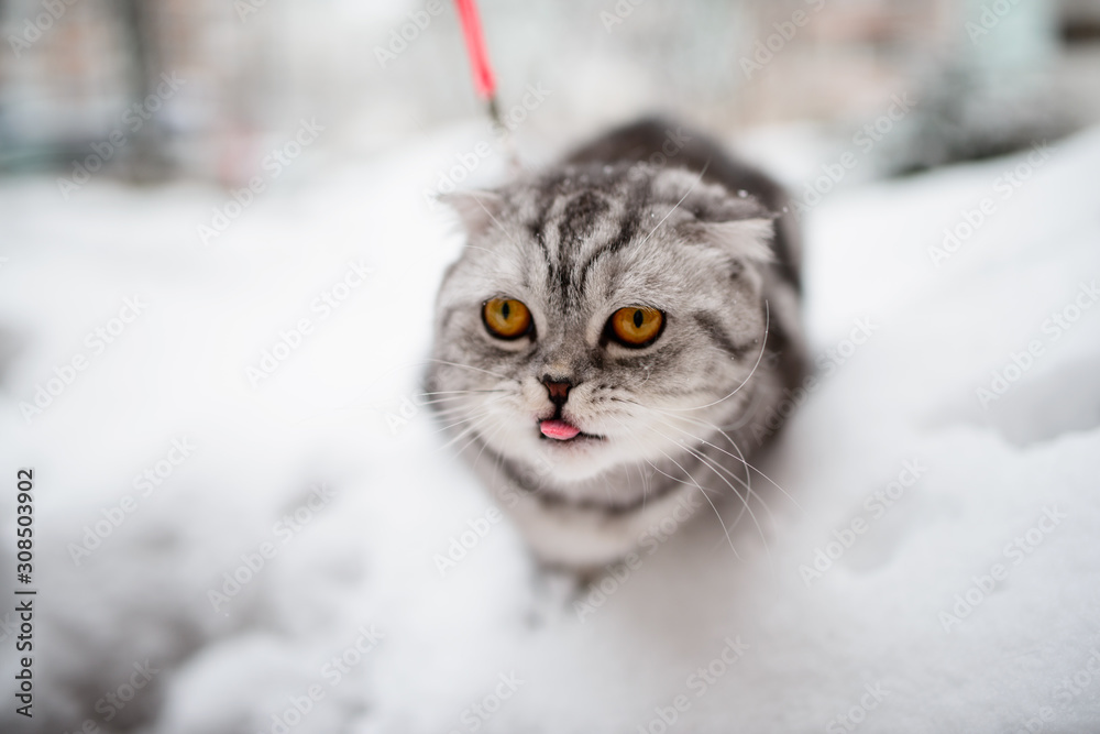Scottish fold cat walks in the snow on a leash