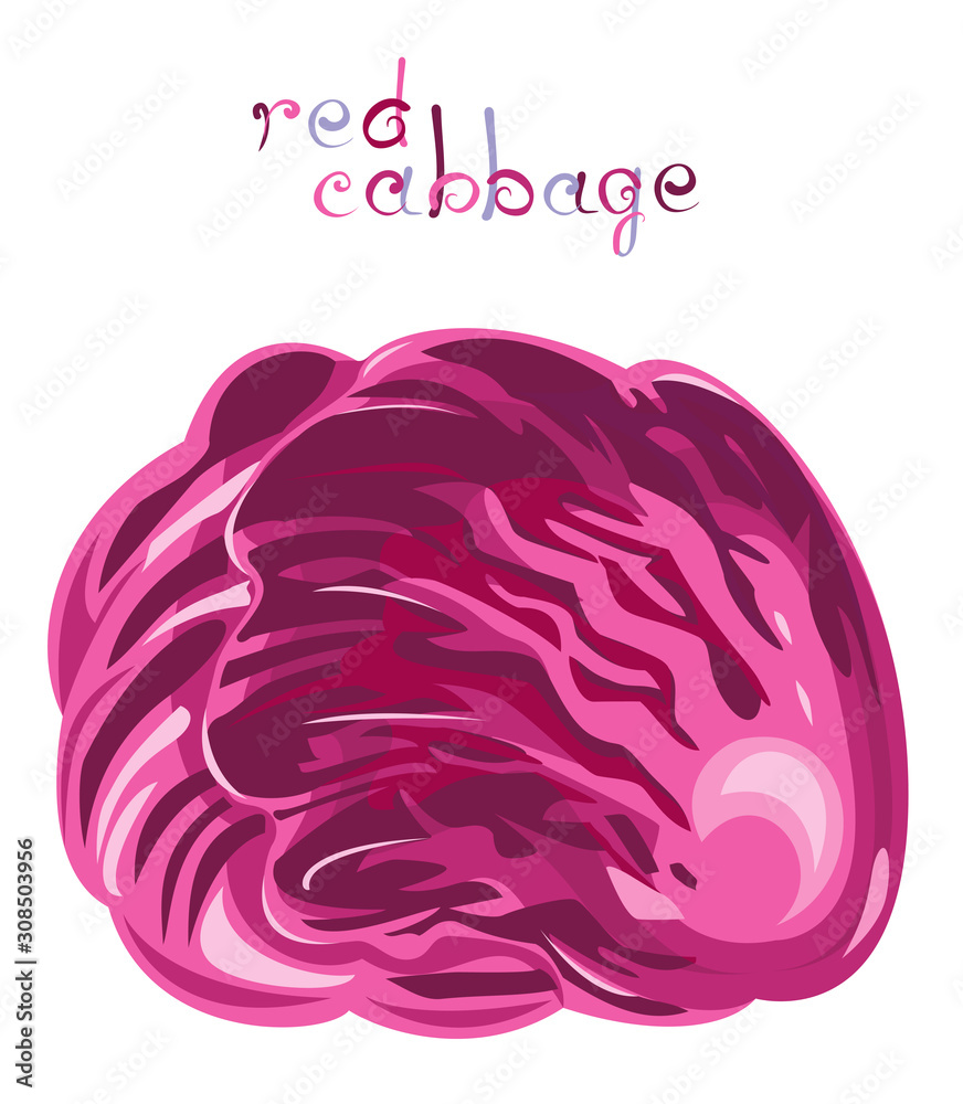 Fototapeta premium Red cabbage.