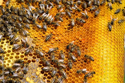 Photography of honey bee on frame with golden color honeycomb