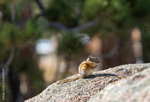 Super cute chipmunk on a rock