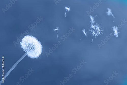White dandelion on blue