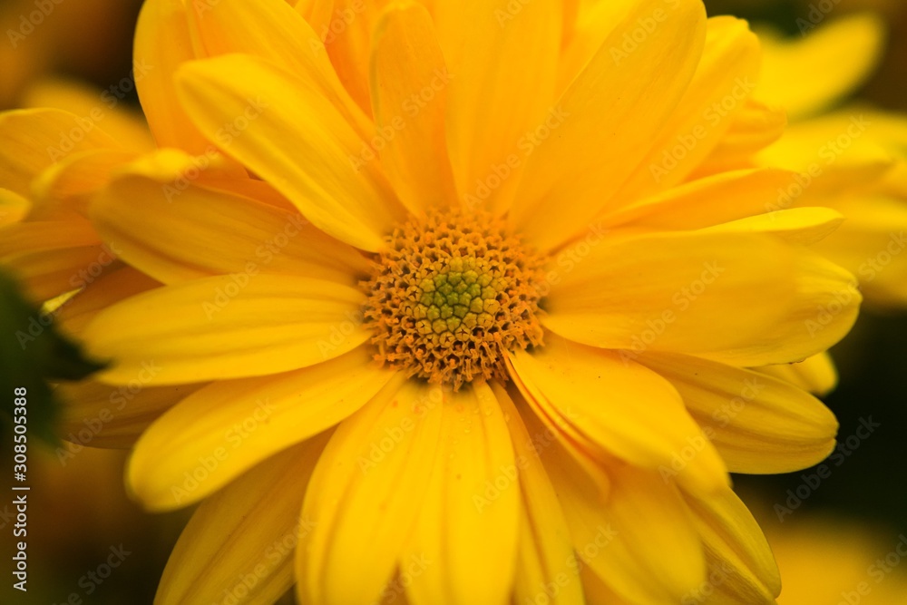 closeup of yellow flower closeup of yellow flower