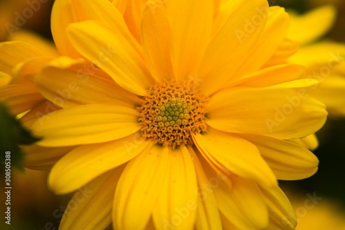 closeup of yellow flower