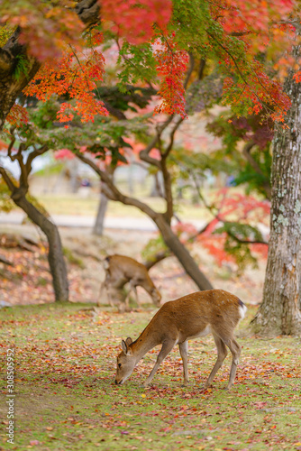 Deer in Nara , Japan