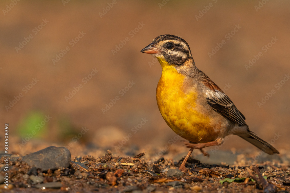 Golden bunting
