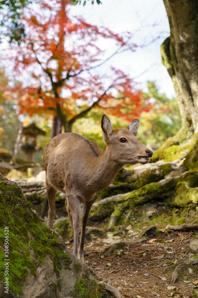 Autumn in Japan with Nara's deers Autumn in Japan with Nara's deers