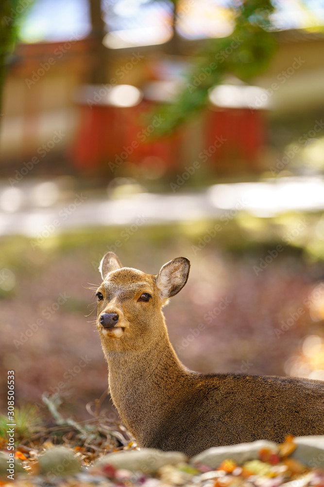 Autumn in Japan with Nara's deers Autumn in Japan with Nara's deers
