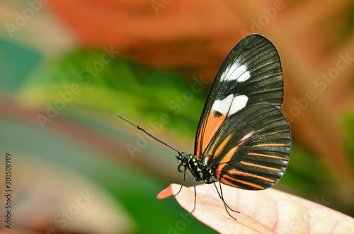 Close-up of a Postman butterfly perched in leaves