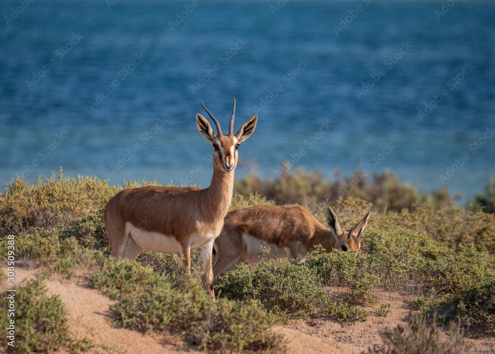 Arabian Sand Gazelles on Hawar Island, Bahrain Arabian Sand Gazelles on Hawar Island, Bahrain