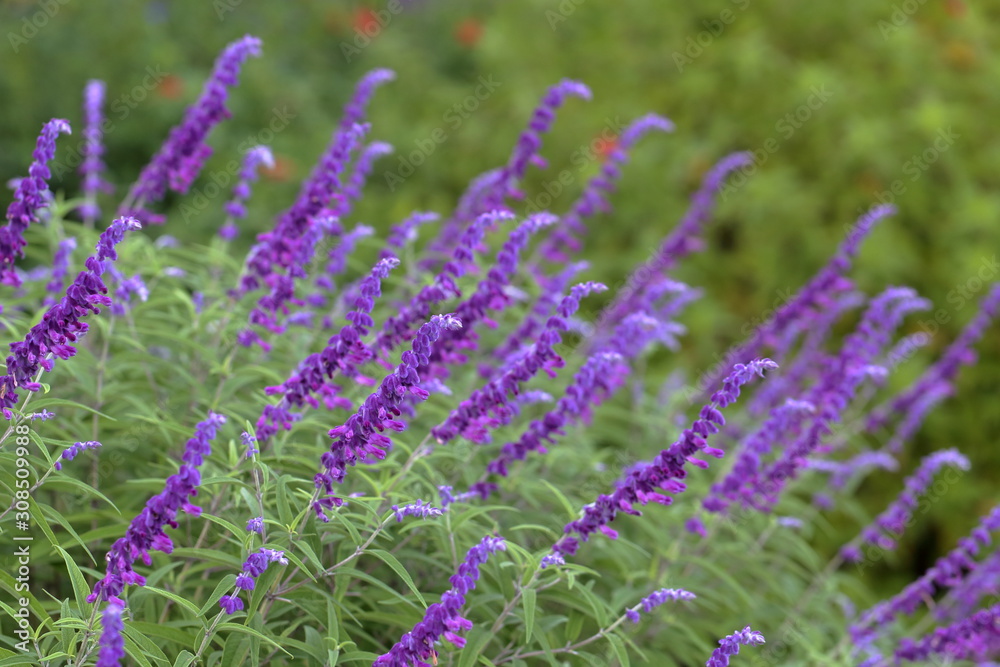 Naklejka premium アメジストセージ