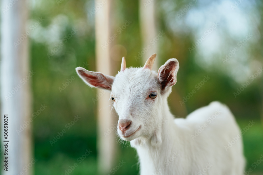 white goat on the meadow white goat on the meadow