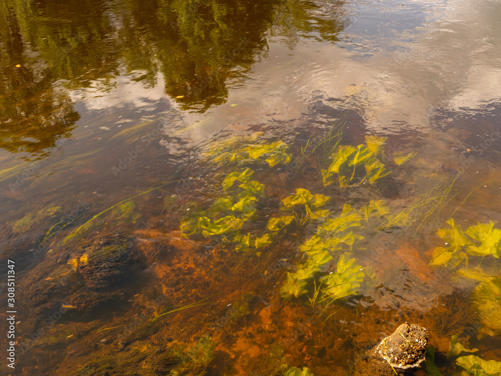 abstract picture of underwater plants in a steep river