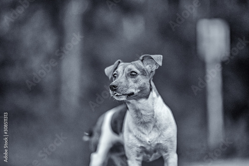 Portrait of Jack Russell Terrier in nature. Photographed in black and white style.