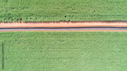 Sugar cane hasvest plantation aerial. Pipelines for the transport of renewable fuel. Aerial top view of a agriculture fields. Sugar Cane farm. Sugar cane fields view from the sky.