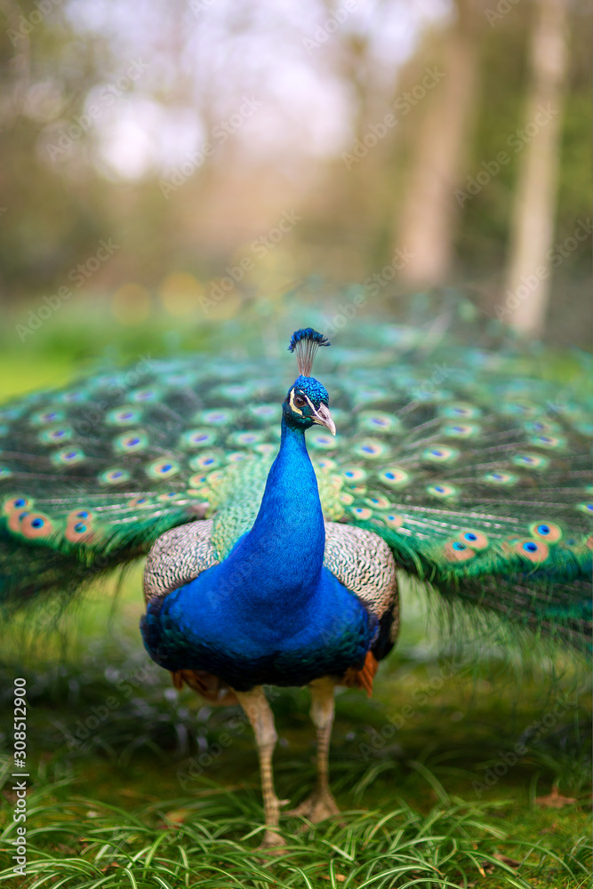Fototapeta premium Lovely colourful peacock registered in Holland Park