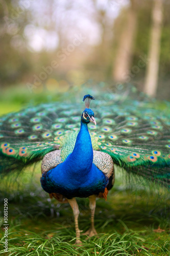 Lovely colourful peacock registered in Holland Park