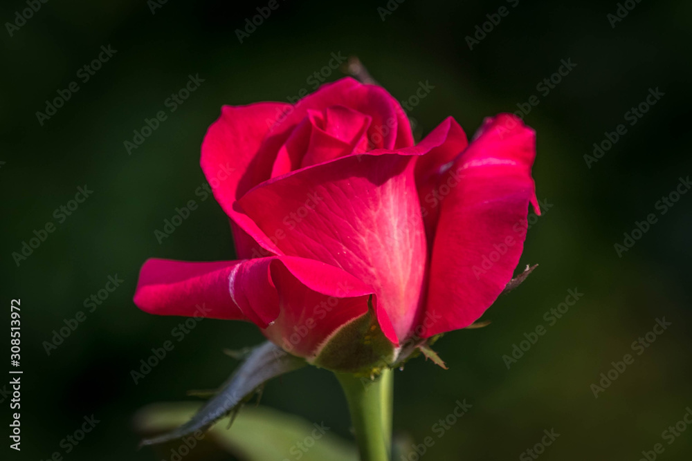 A Red Rose is always a flower that will bring love and romance to our mind A Red Rose is always a flower that will bring love and romance to our mind