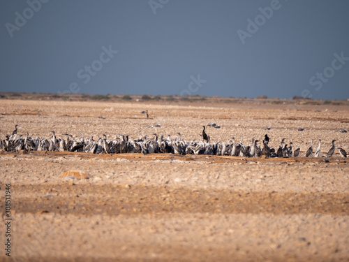 Colony of Socotra Cormorants on Hawar Island, Bahrain