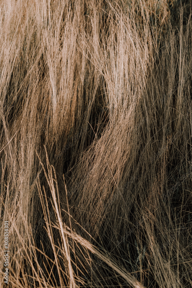 Fototapeta premium dry field grass golden autumn natural texture